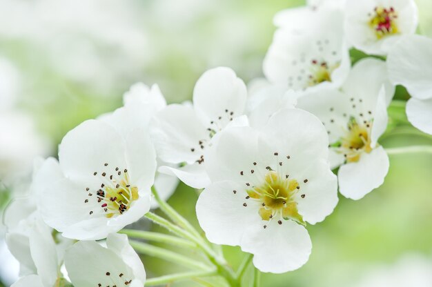 Witte kersenbloemen op een tak close-up