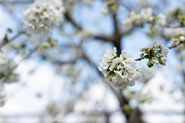 Witte kersenbloemen op een tak