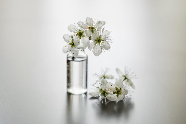 Witte kersenbloemen op een witte achtergrond