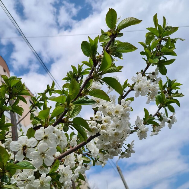 Witte kersenbloemen tegen de blauwe lucht en takken, lentekersenbloesems