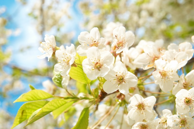 Witte kersenbloemen