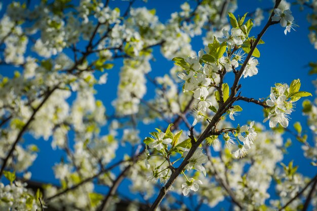 Witte kersenbloesem over blauwe hemel