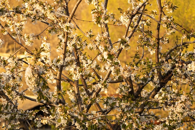 Witte kersenbloesem wazig groene rug Mooie boom met nieuwe bladeren in het voorjaar