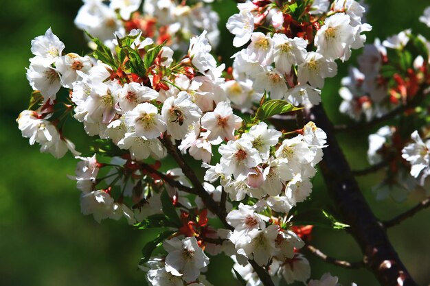 Witte kersenbloesems bloeien op de takken met bijen