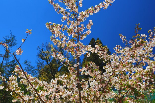 Witte kersenbloesems bloeien op de takken met een blauwe achtergrond.