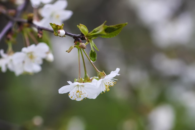 Witte kersenbloesems in het voorjaar van park Prachtige natuur achtergrond Lente op het platteland