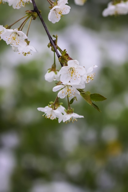 Witte kersenbloesems in het voorjaar van park Prachtige natuur achtergrond Lente op het platteland