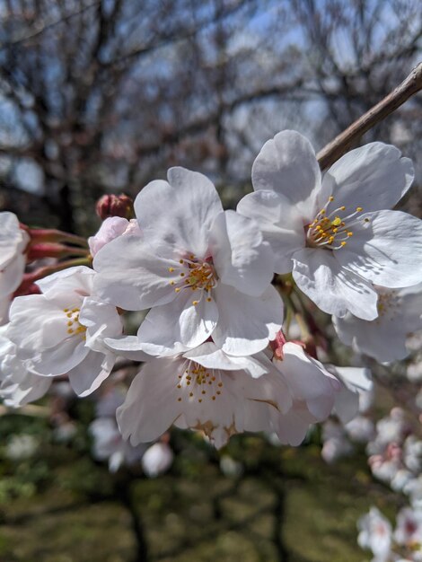 Foto witte kersenbloesems in het voorjaar