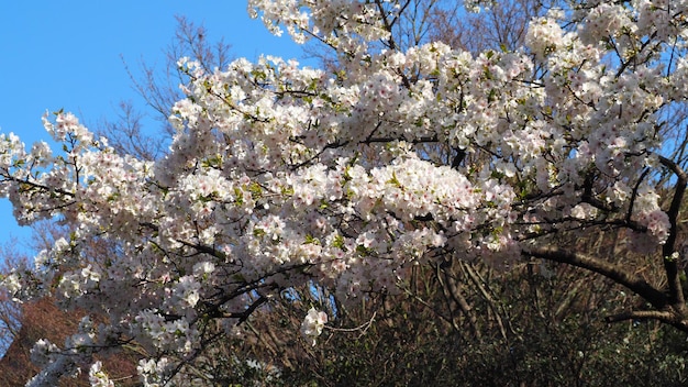 Witte kersenbloesems. Sakurabomen bloeien in volle bloei in Meguro Ward Tokyo Japan van maart tot april. Volle kersenbloesembomen zijn perfect voor sightseeing en festivals. Sakura bloemen met 5 bloemblaadjes.