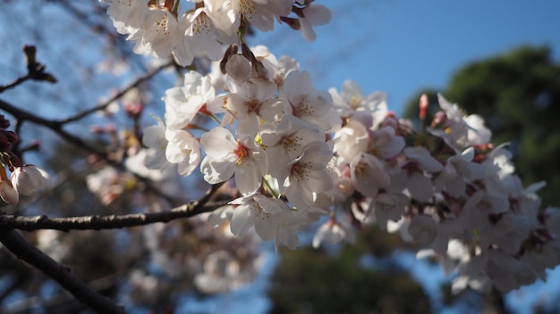 Witte kersenbloesems. Sakurabomen bloeien in volle bloei in Meguro Ward Tokyo Japan van maart tot april. Volle kersenbloesembomen zijn perfect voor sightseeing en festivals. Sakura bloemen met 5 bloemblaadjes.