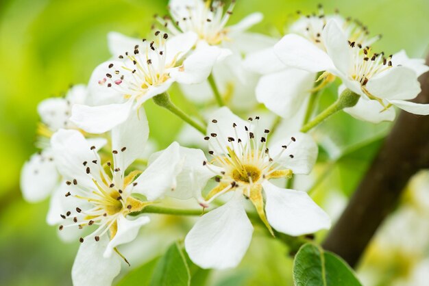 Witte kersenboom bloemen op een tak tegen een achtergrond van groene bladeren