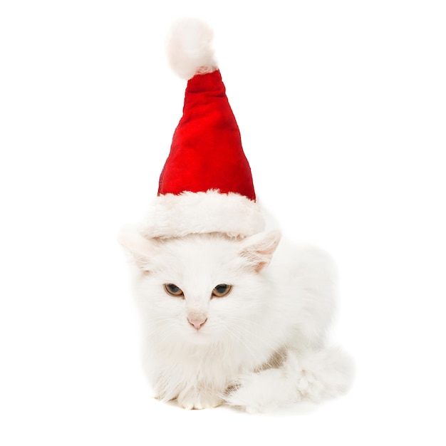 Witte kerst kat in de hoed geïsoleerd op een witte achtergrond