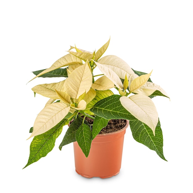 Witte kerststerplant