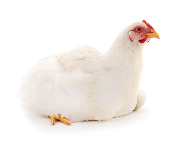 Witte kip geïsoleerd