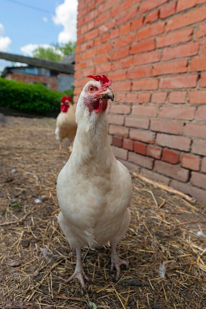 Witte kip in natuurlijke omstandigheden op de achtergrond van een kippenhok