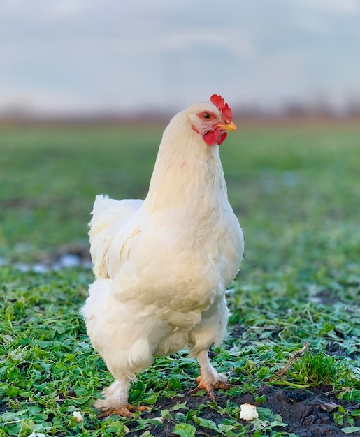 witte kip op het gras. kippen op de boerderij