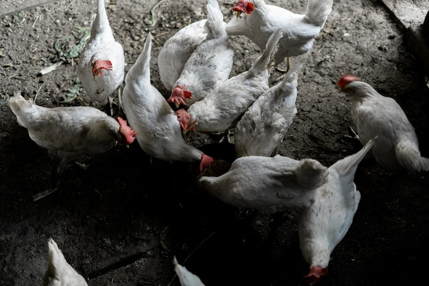 Witte kippen worden uit een kom gegeten. bovenaanzicht. een kudde kippen rende om te eten. kippenboerderij