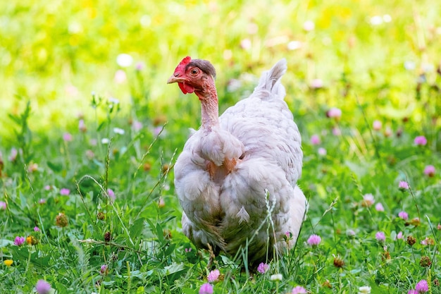 Witte kippenras naakte nek in de tuin op het gras