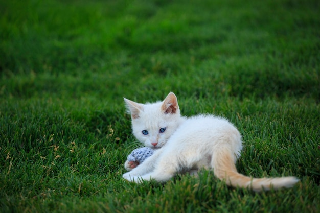 Foto witte kitten buiten met gehaakt speelgoed