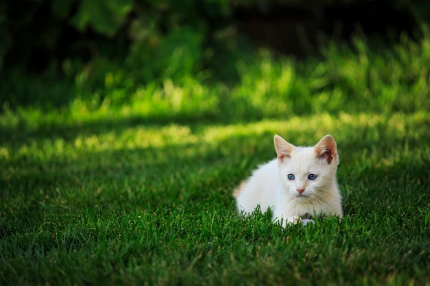 Foto witte kitten buiten