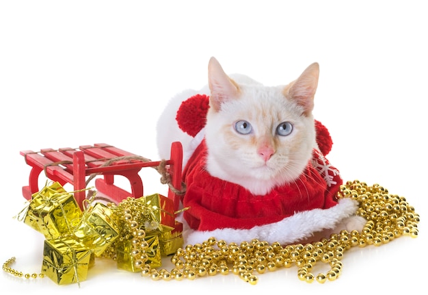 witte kitten en Kerstmis