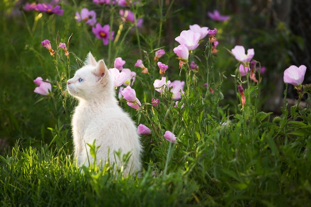 Witte kitten in bloementuin