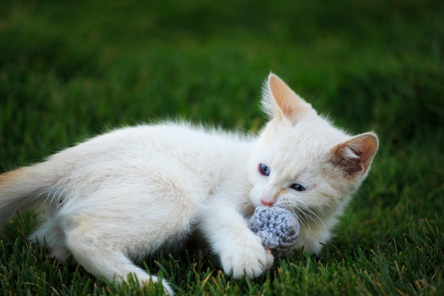 Foto witte kitten spelen met catnip mouse