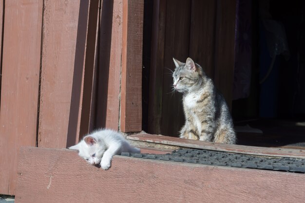 Witte kittens en moeder