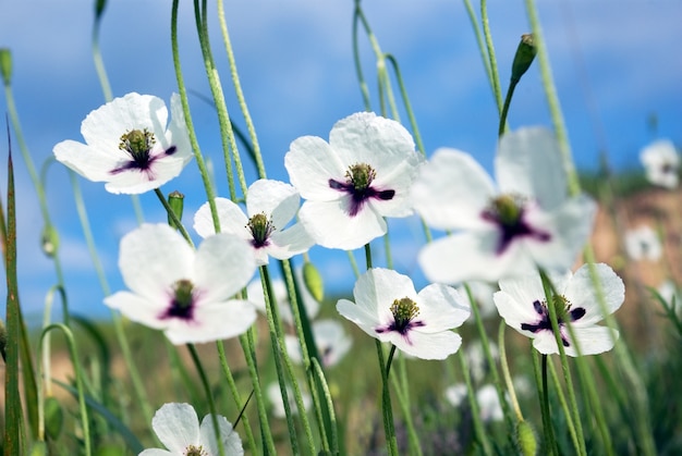 Witte klaprozen in het veld.