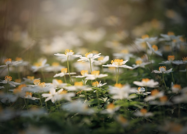 Witte kleine bloemen in het bos het veld met anemoonbloemen lente backgroung en lente