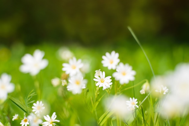 Witte kleine bloemen op een zonnige zomerdag. Close-up van een bloem in groen gras. Natuurlijke bloemenachtergrond. Selectieve zachte focus.