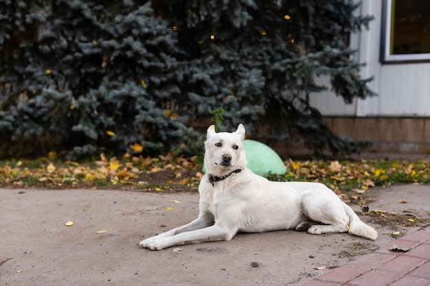 Witte kleine hond op een pagina van gele herfstbladeren.