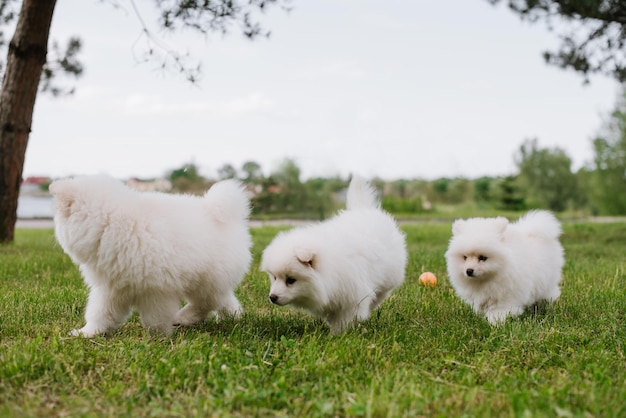 Witte kleine puppy's die op groen gras spelen tijdens het wandelen in het park. Schattige schattige Pomsky Puppy-hond, een husky gemengd met een pomeranian spitz