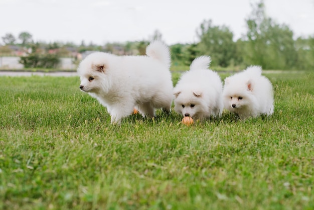 Witte kleine puppy's die op groen gras spelen tijdens het wandelen in het park. Schattige schattige Pomsky Puppy-hond, een husky gemengd met een pomeranian spitz