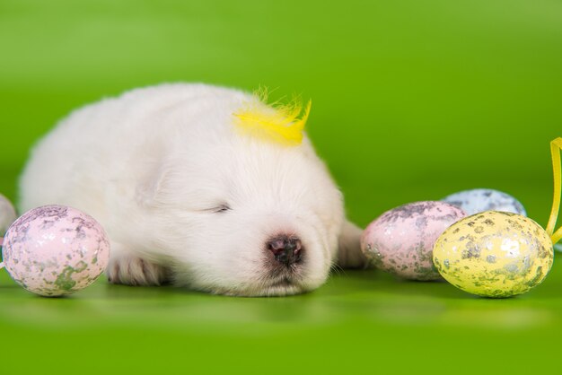 Witte kleine Samojeed puppy hondje met paaseieren en een gele veer op zijn hoofd op groene achtergrond