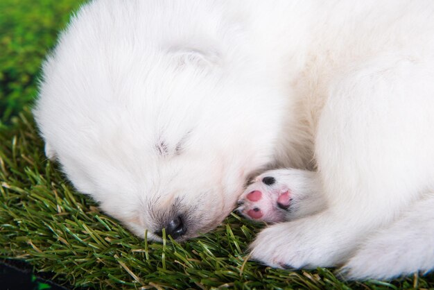 Witte kleine Samojeed puppy hondje op groen gras background