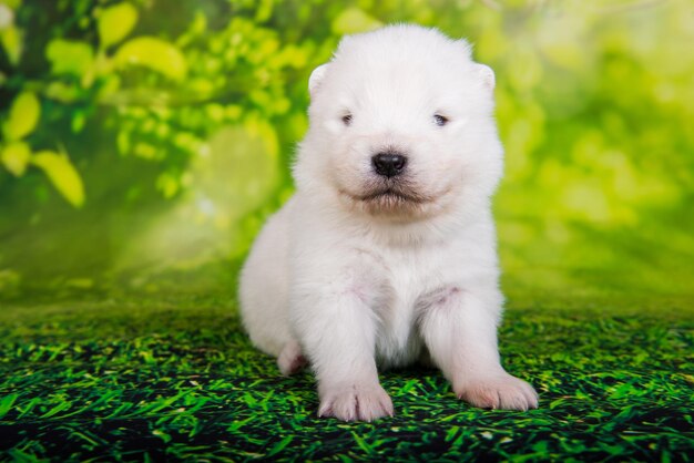 Witte kleine Samojeed puppy hondje op groen gras background