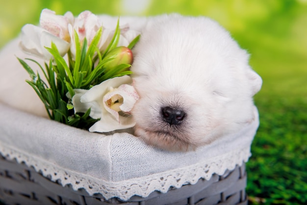 Witte kleine samojeed puppy hondje op groen gras background