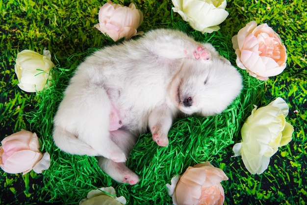 Foto witte kleine samojeed puppy hondje op groen gras background