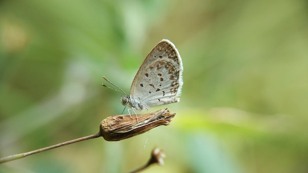 witte kleine vlinder in de natuur