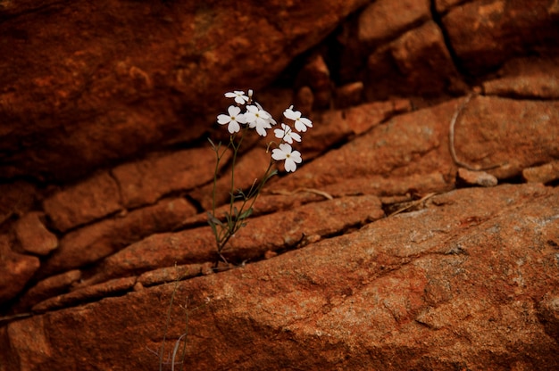 Witte kleur plant groeit van de binnenkant van bruine rots
