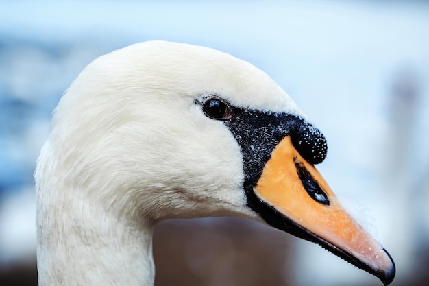 Witte knobbelzwaan