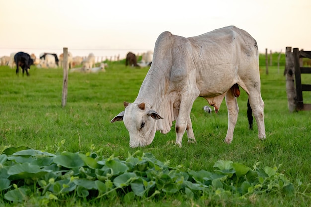 Witte koe grootgebracht op een boerderij in een weiland