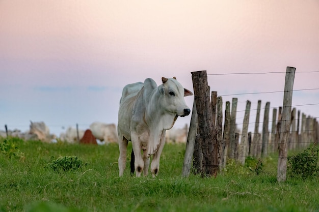 Witte koe grootgebracht op een boerderij in een weiland