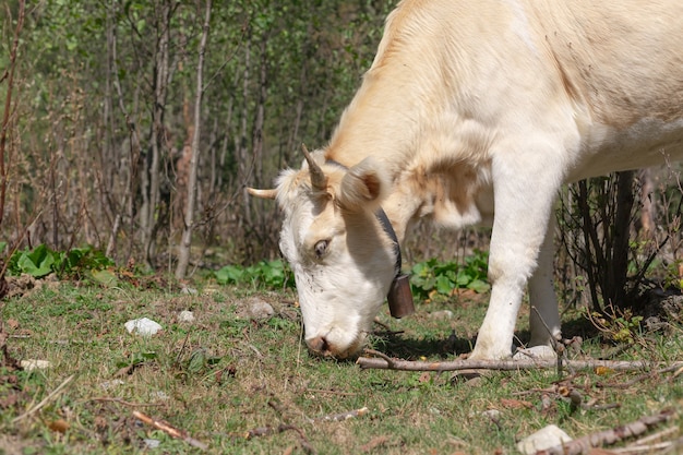 Witte koe met een koebel grazen in de wei