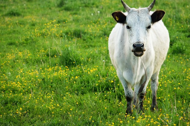 Witte koe op groen gras in de zomer