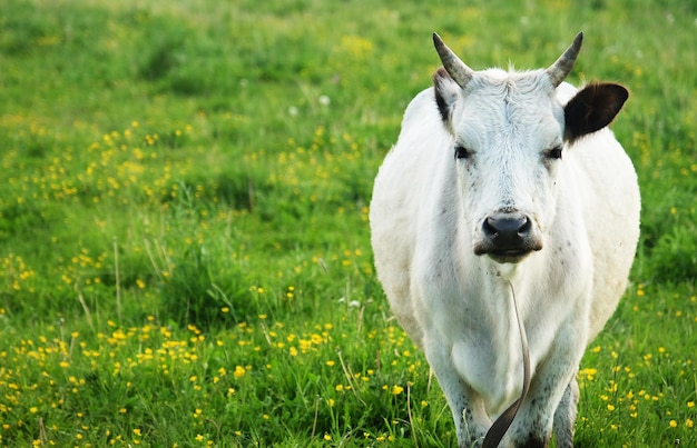 Witte koe op groen gras zomer