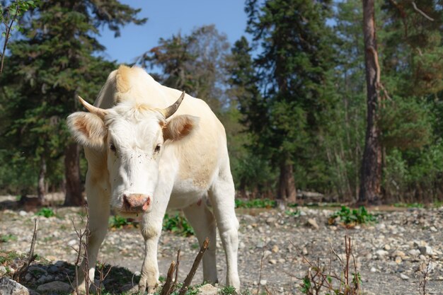 Witte koeien grazen in een bergdal