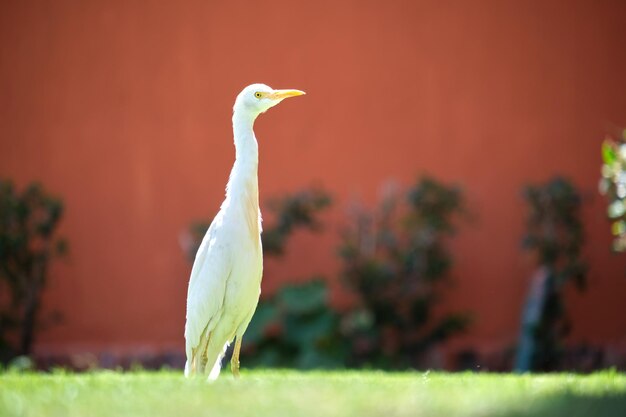 Witte koereiger wilde vogel, ook bekend als Bubulcus ibis, die in de zomer op groen gazon op de tuin van het hotel loopt