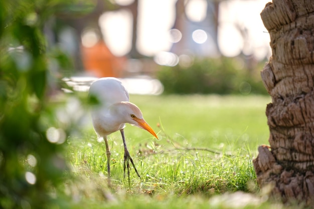 Witte koereiger, wilde vogel, ook bekend als bubulcus ibis, wandelend op groen gazon in de zomer